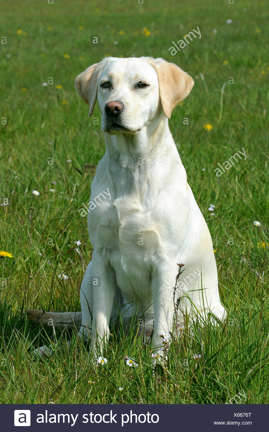 blond labrador retriever