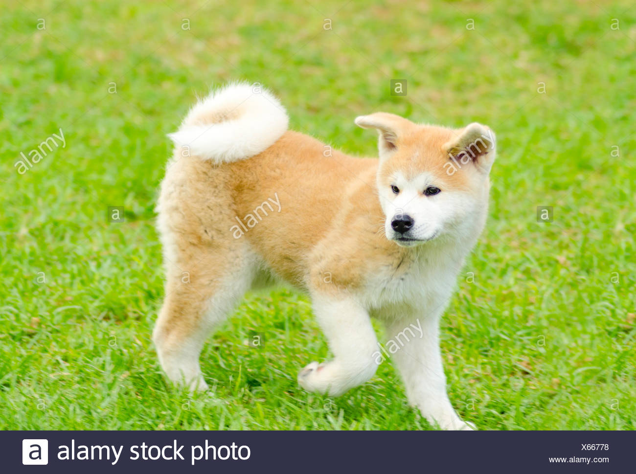 red akita puppy