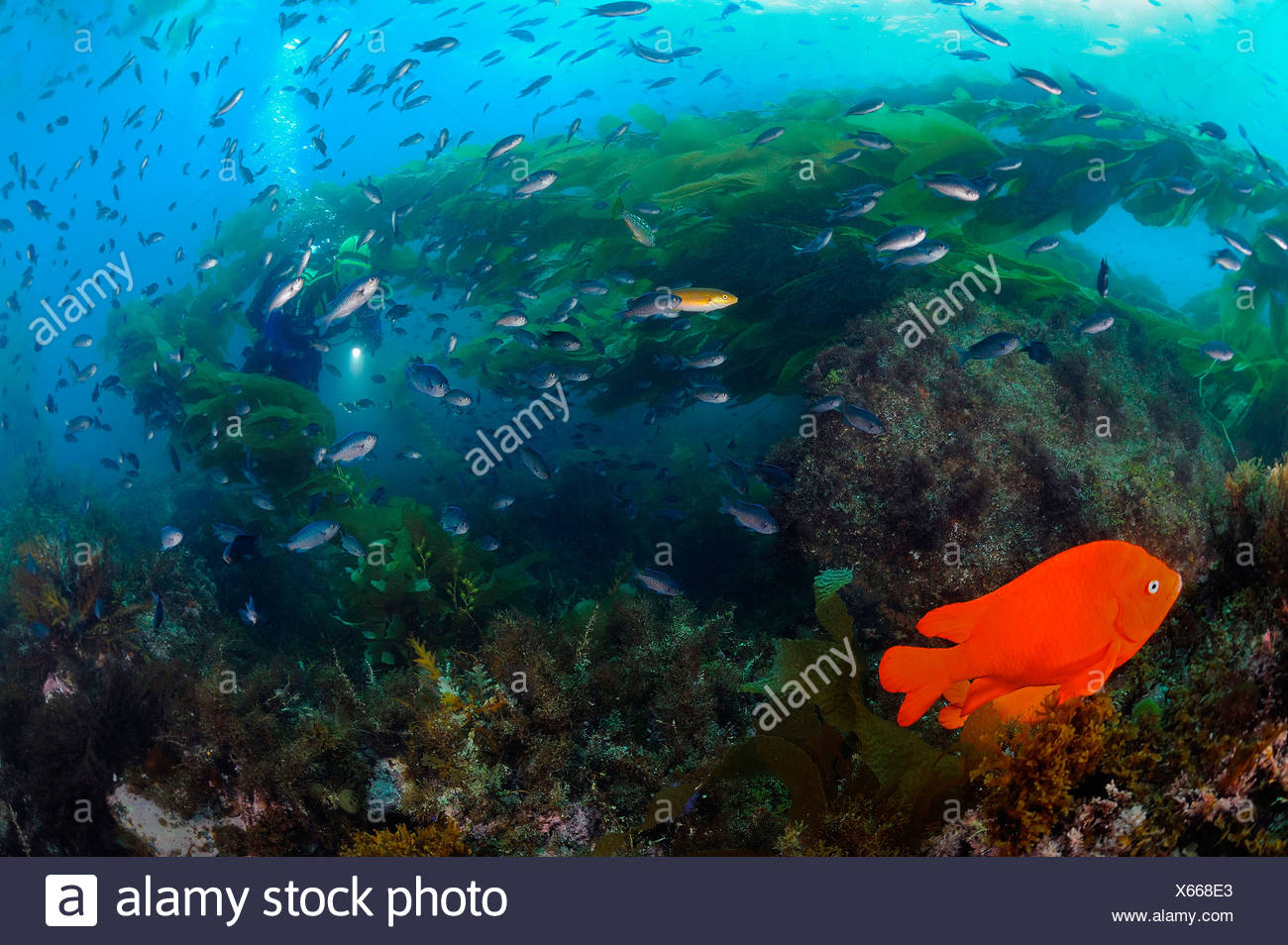 Garibaldi Fish and Blacksmith Chromis in Kelp Forest Hypsypops rubicundus California USA Stock Photo