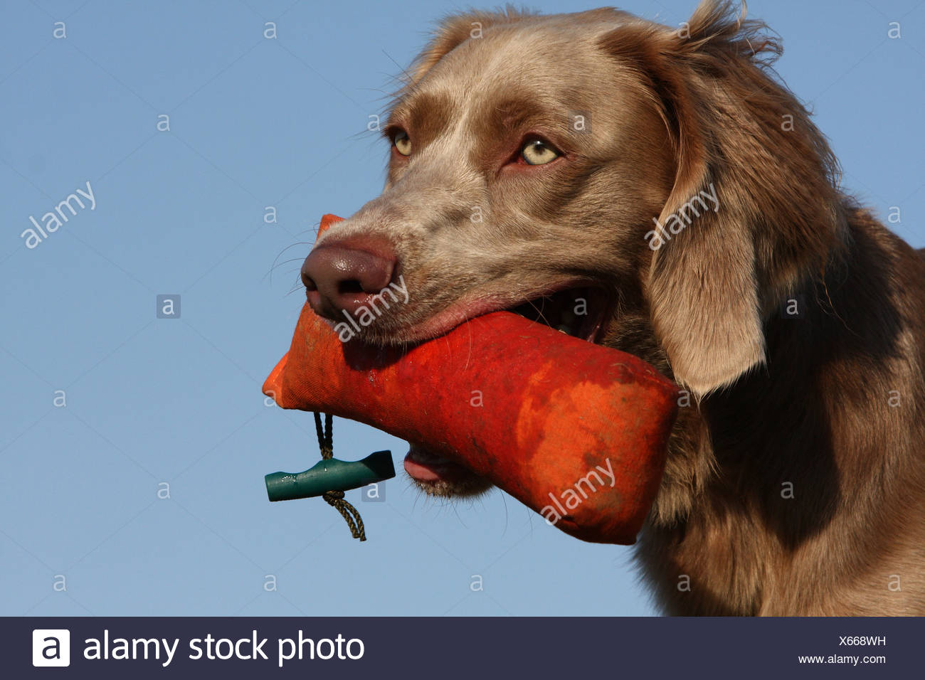 Langhaarweimaraner Portrait Longhaired Weimaraner Portrait Stock