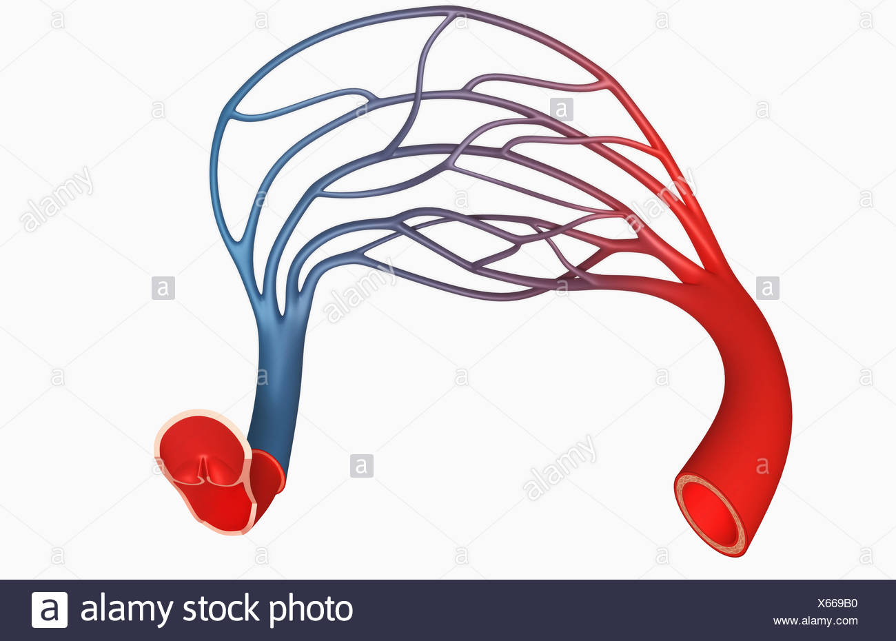 Capillary Plexus High Resolution Stock Photography and Images Alamy