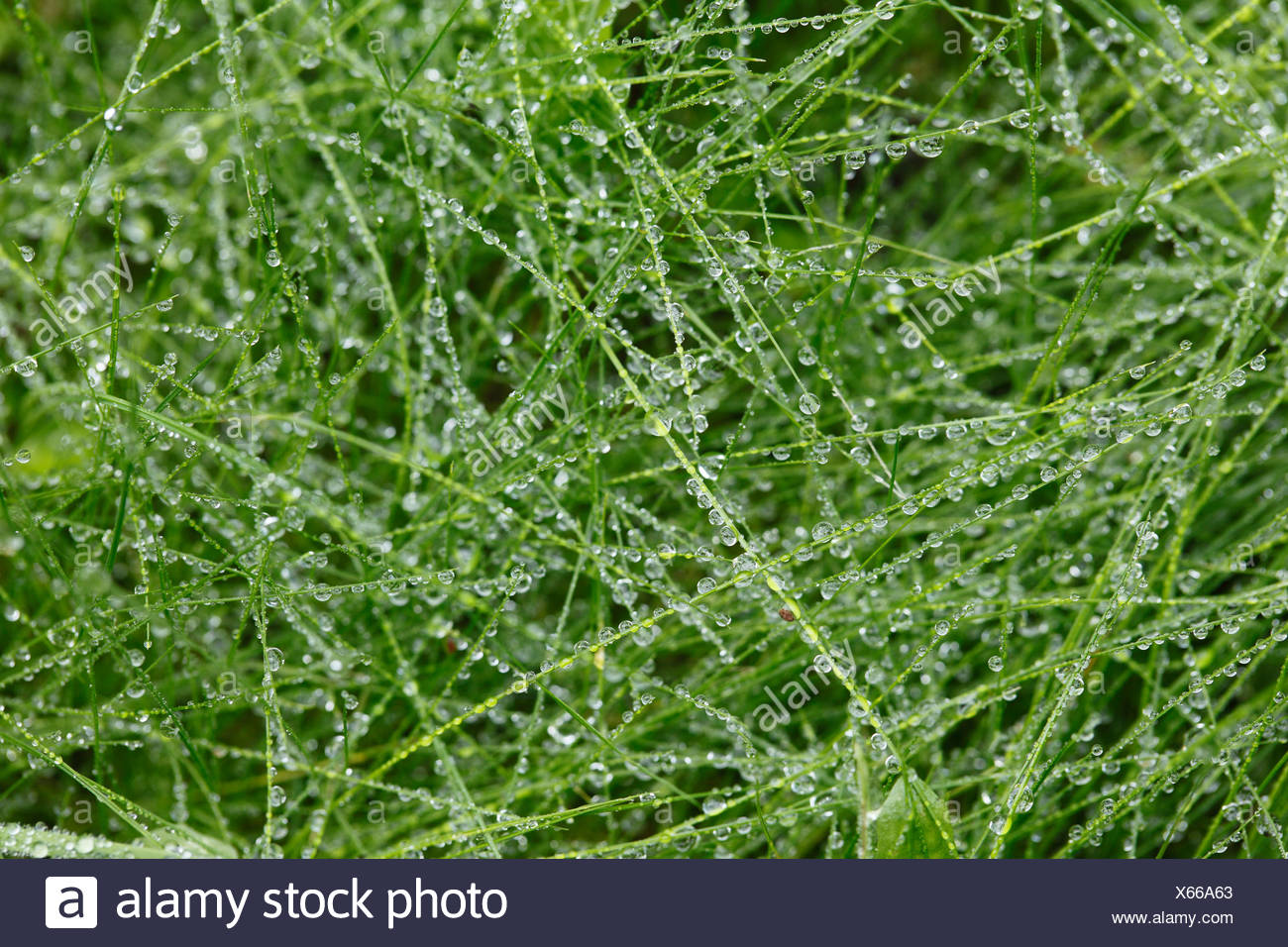 Raindrops on grass Stock Photo