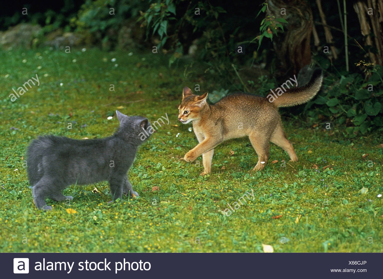 Abyssin High Resolution Stock Photography And Images Alamy Abyssin High Resolution Stock Photography And Images Alamy
