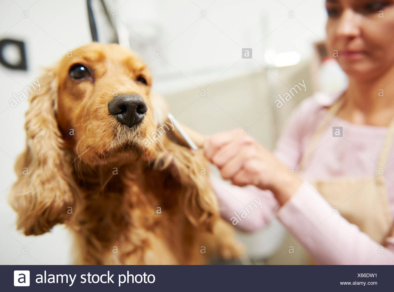 brush for cocker spaniel