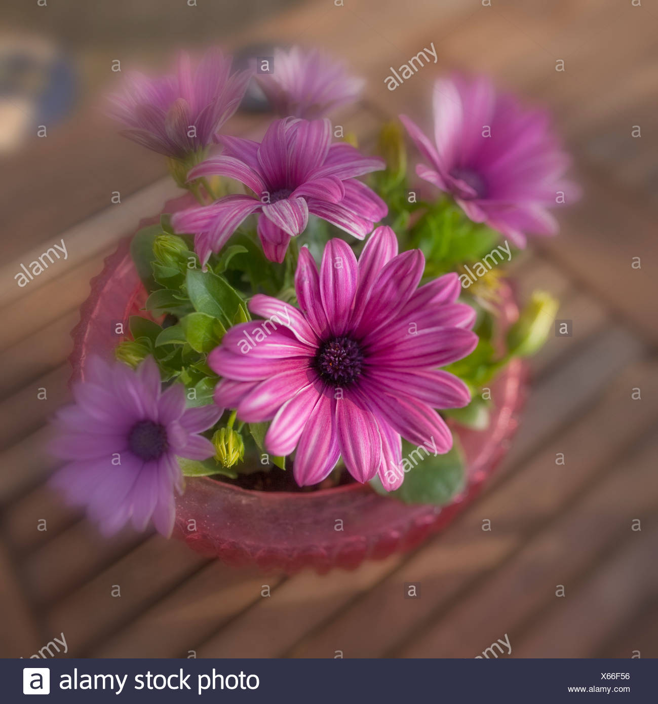 Potted Daisies High Resolution Stock Photography and Images Alamy