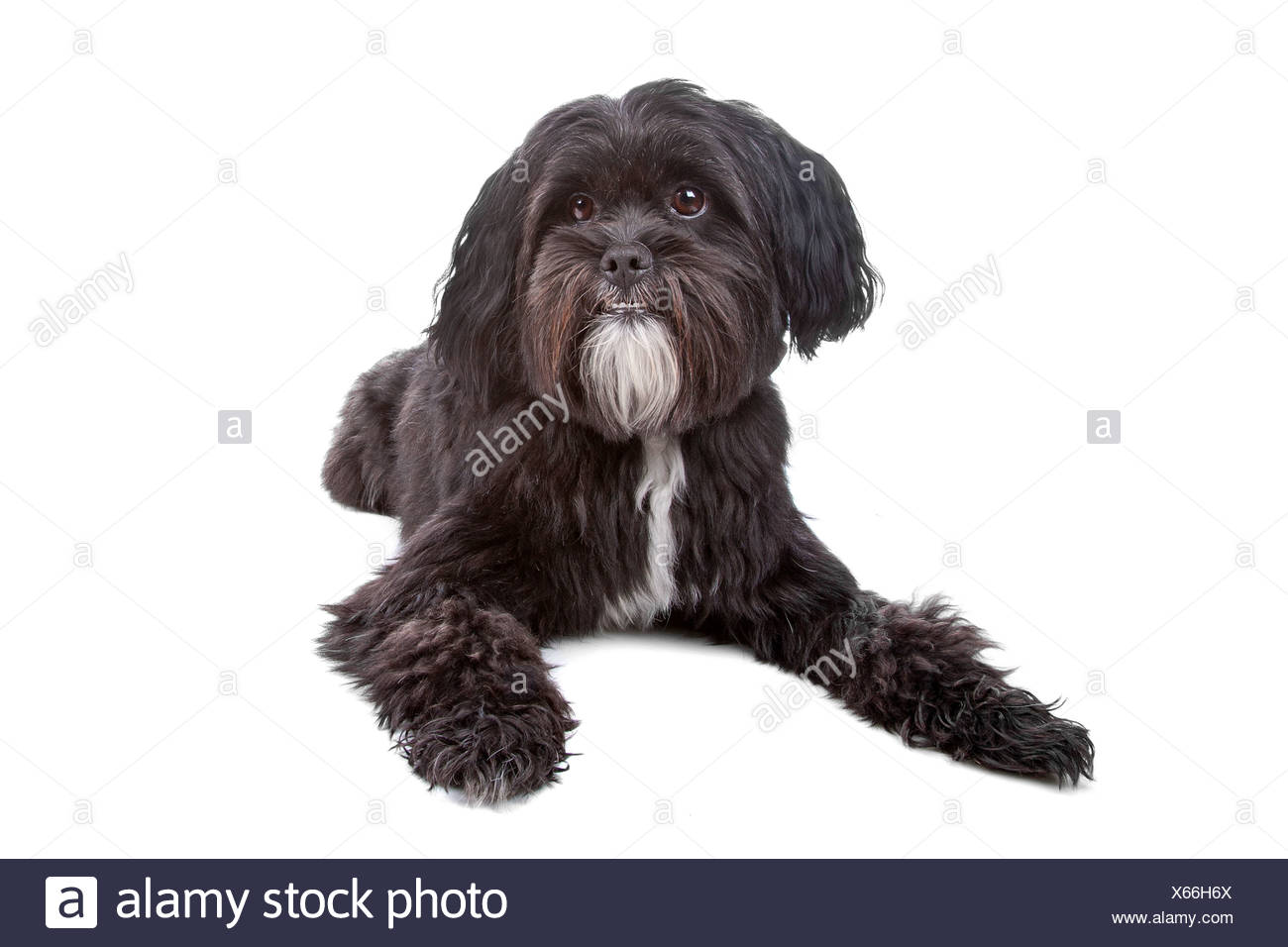 tibetan terrier mix breeds