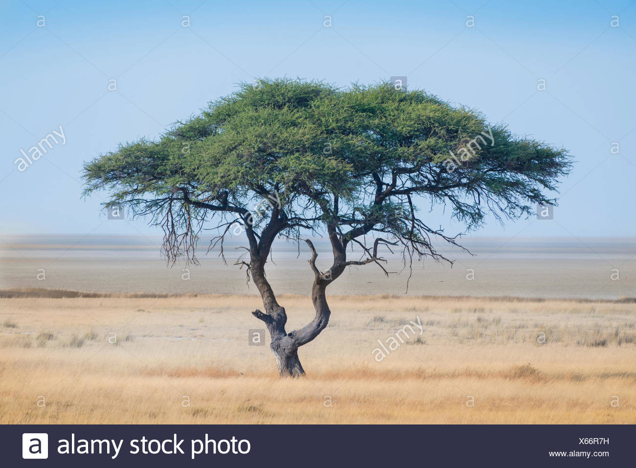 Umbrella Thorn Acacia Tortilis Tree In Front Of The Etosha Pan Etosha National Park Namibia Stock Photo Alamy