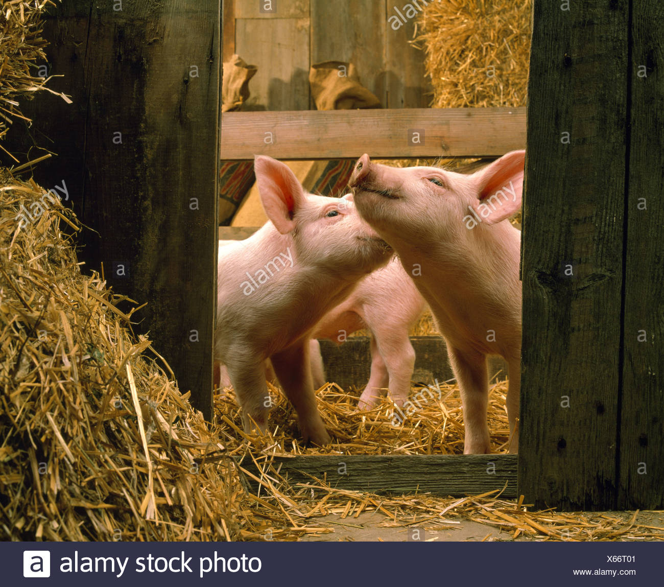 25 30 Lb Pigs High Resolution Stock Photography And Images Alamy