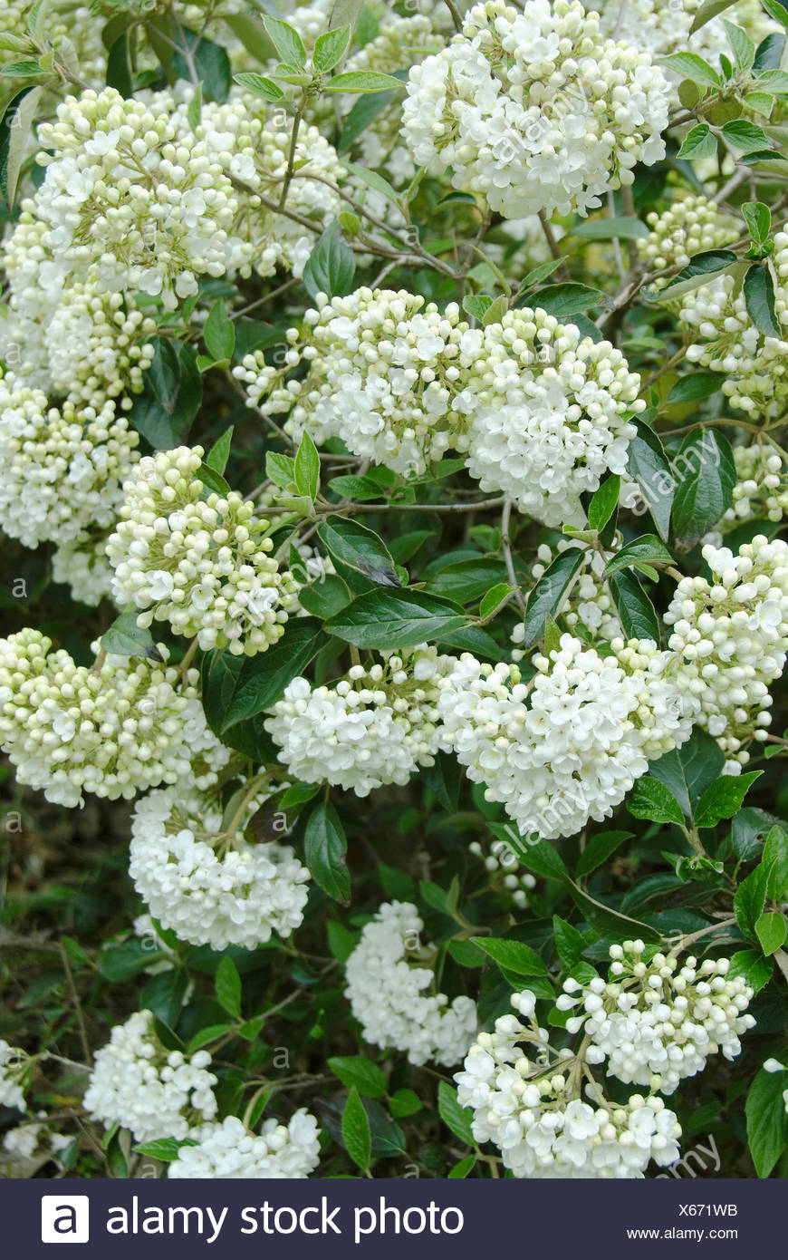 Viburnum Viburnum Eskimo High Resolution Stock Photography and Images