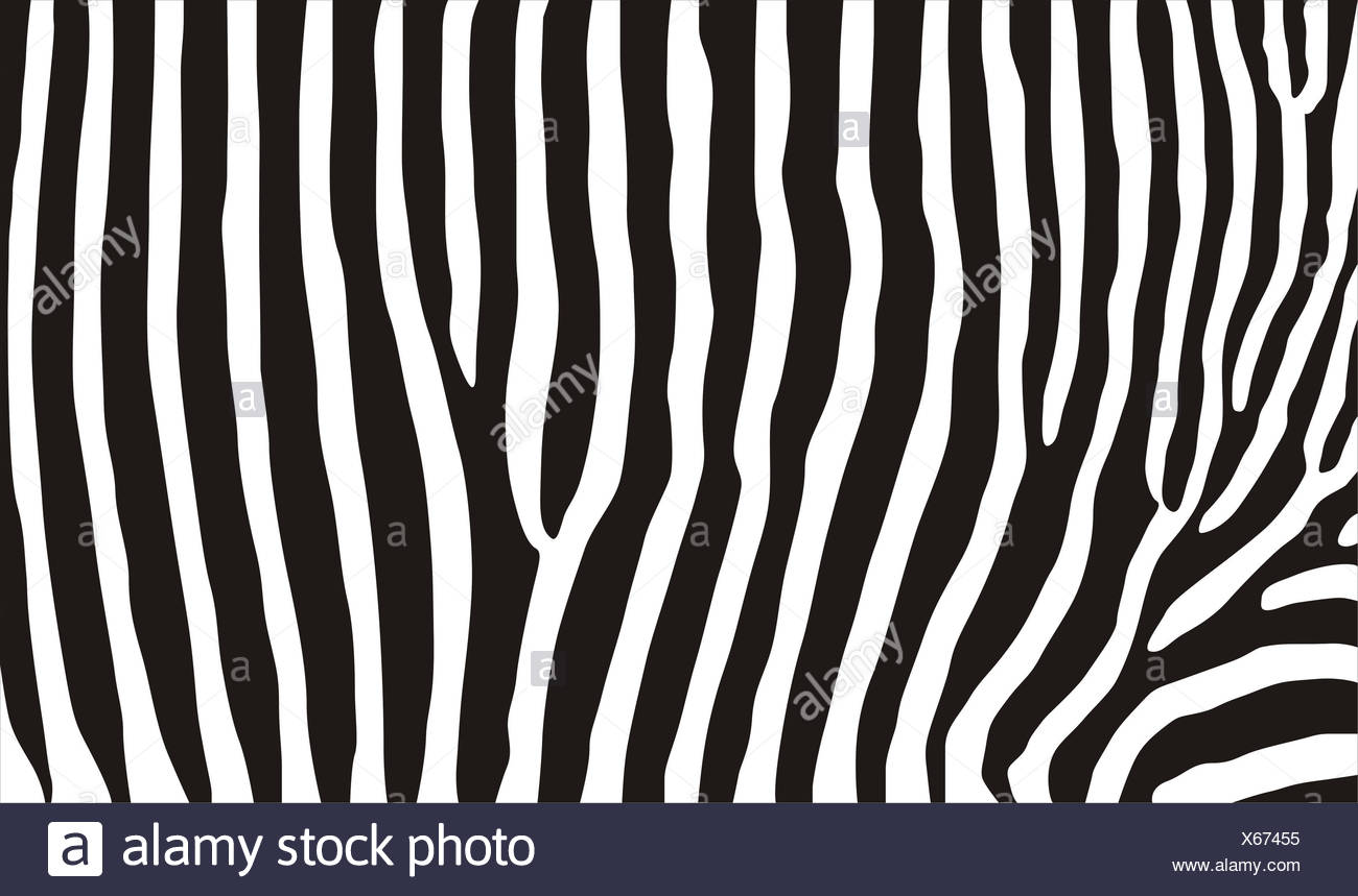 Zebra Animal Wild Skin Fur Zebra Print Pattern Backdrop Background Stock Photo Alamy