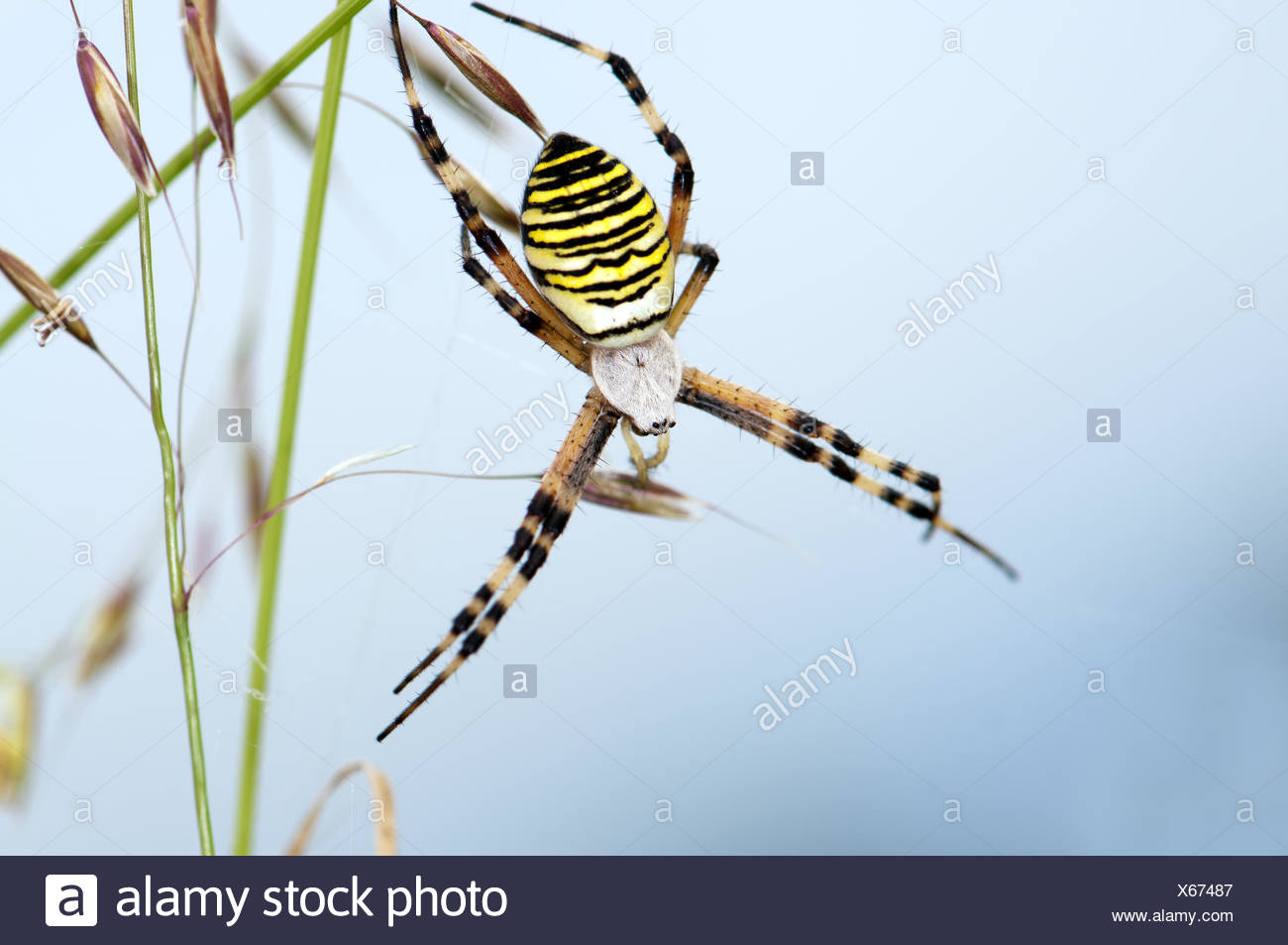 Tiger Spiders High Resolution Stock Photography and Images - Alamy