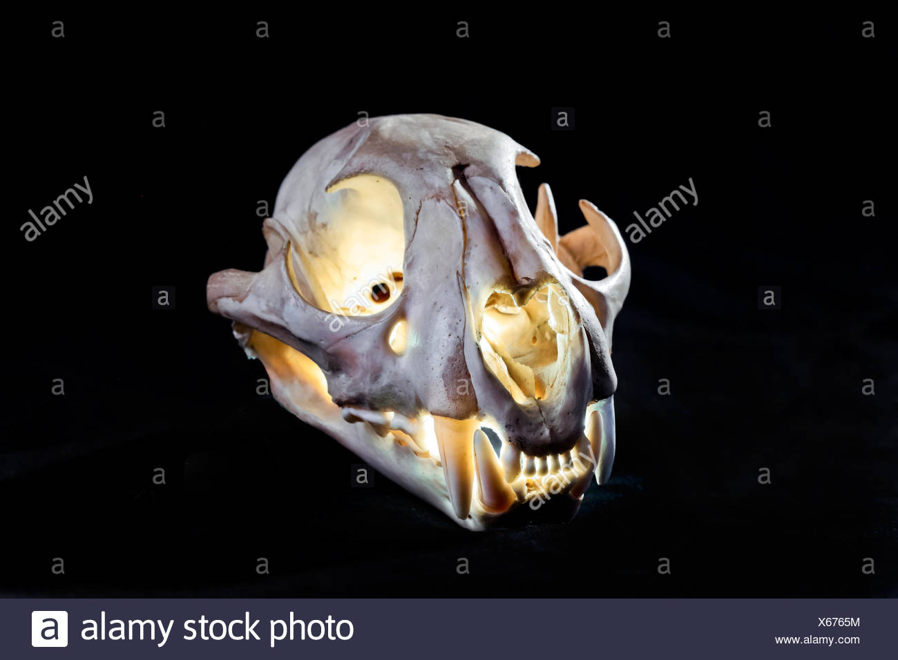 puma teschio puma teschio