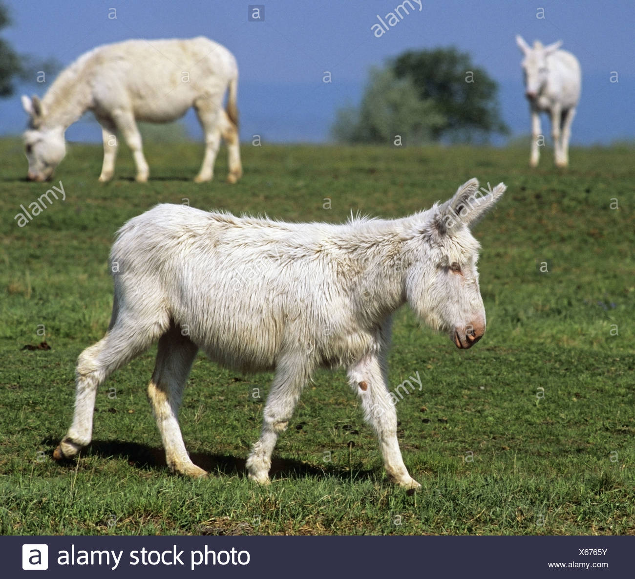 White Donkeys High Resolution Stock Photography and Images - Alamy