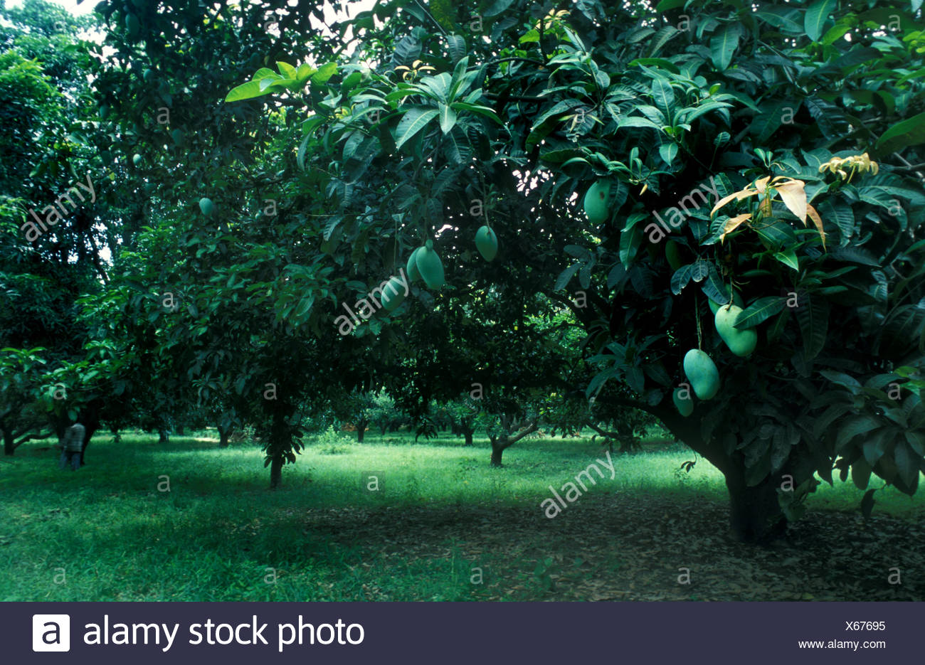 Mango Grove High Resolution Stock Photography and Images Alamy