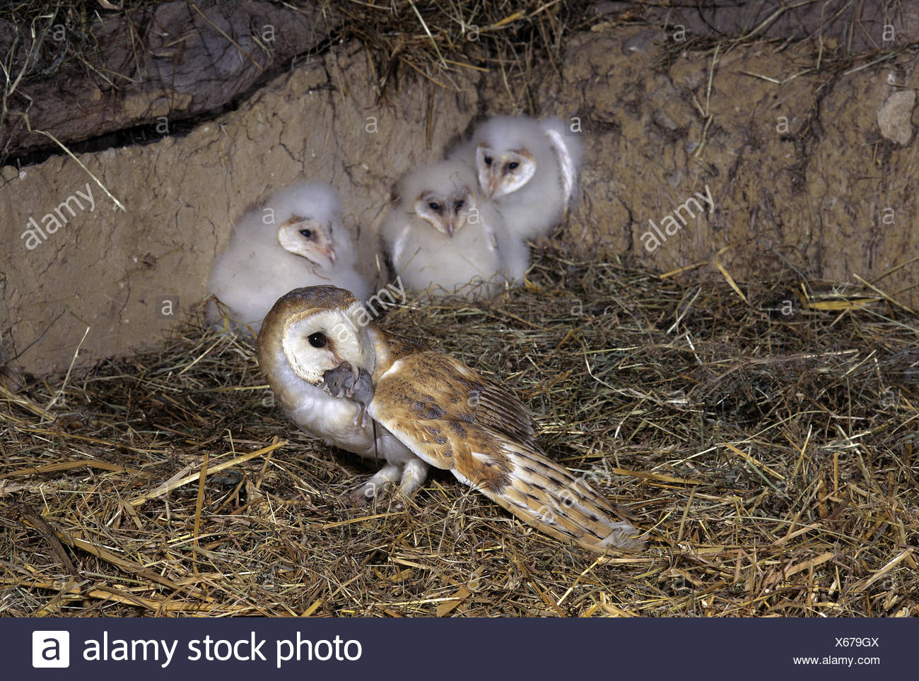 Barn Owl Tyto Alba Adult With Mouse In Beak For Chicks Normandy