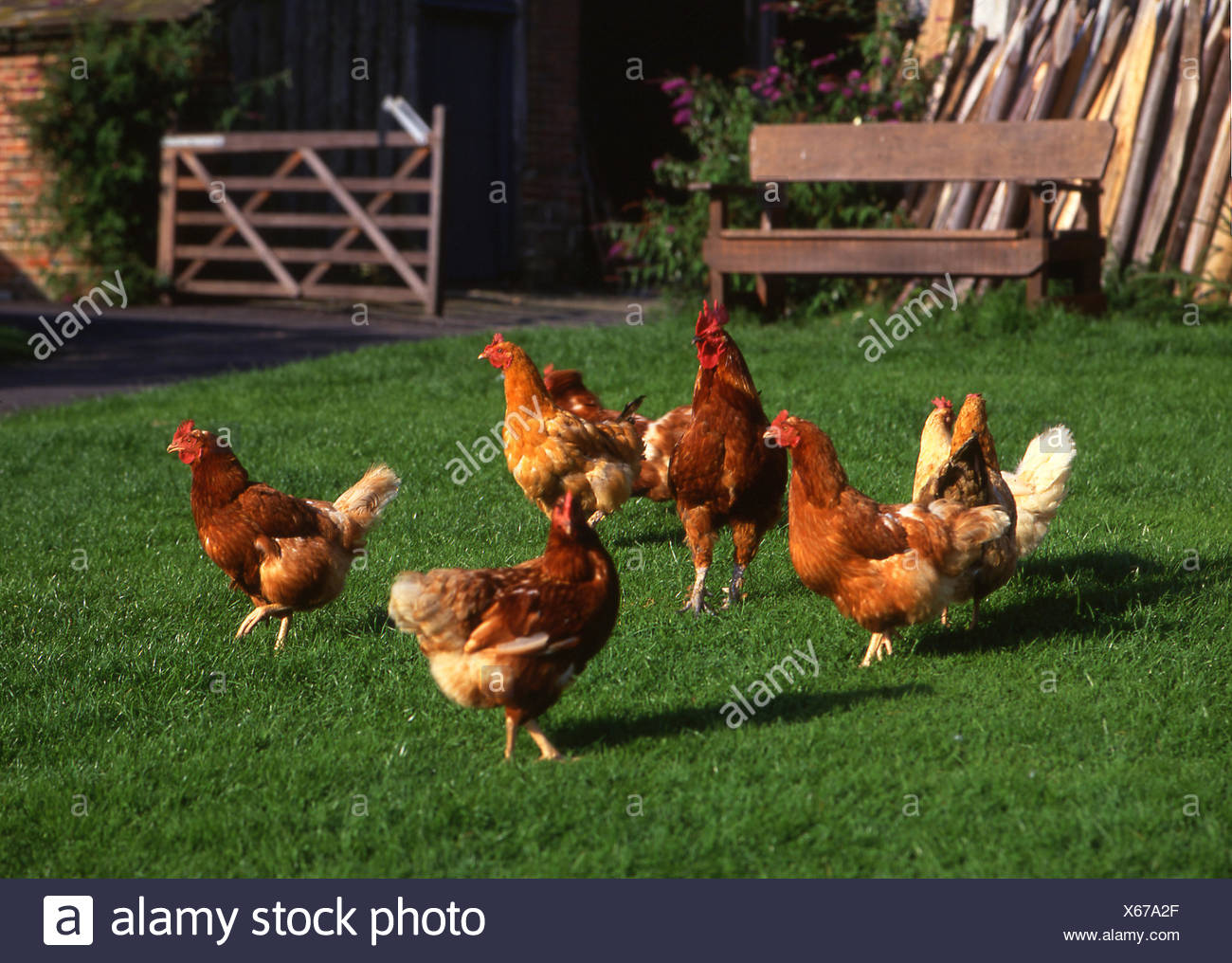 Chicken Stock Photo