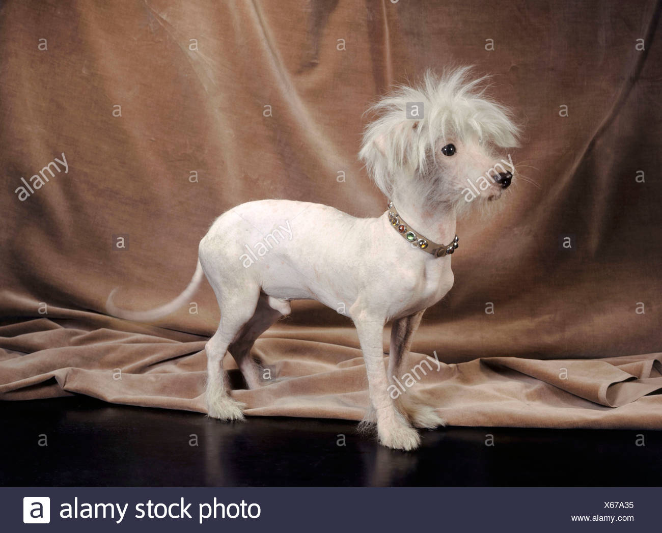 hairless dog also called xoloitzcuintli