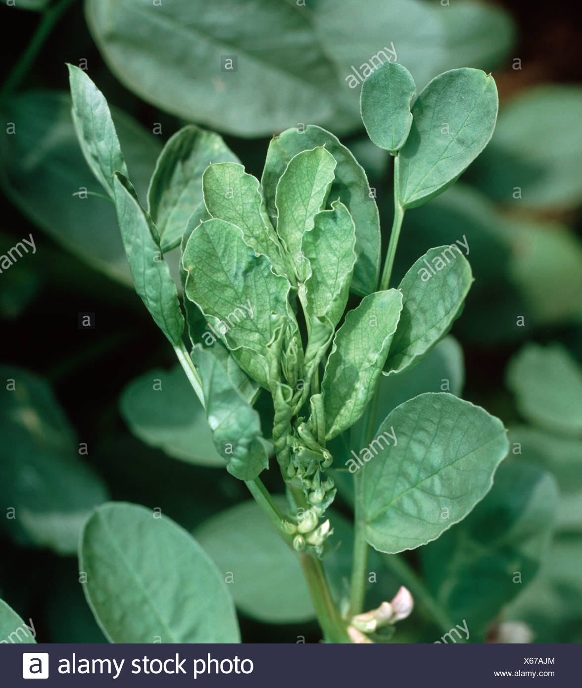 Faba Bean Disease Stock Photos & Faba Bean Disease Stock Images Alamy