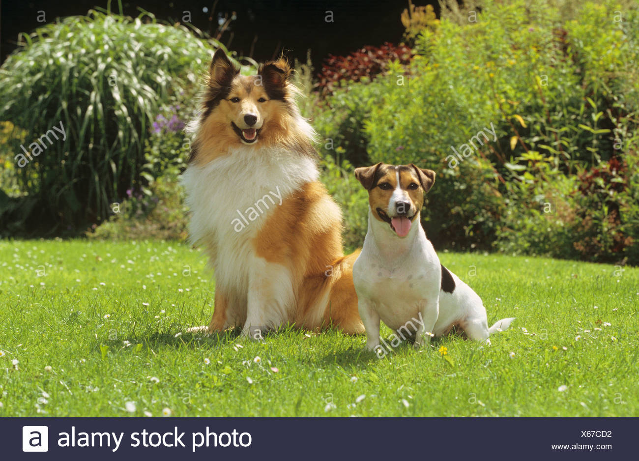 Jack Russell Terrier Dog And Sheltie Dog On Meadow Stock Photo Alamy