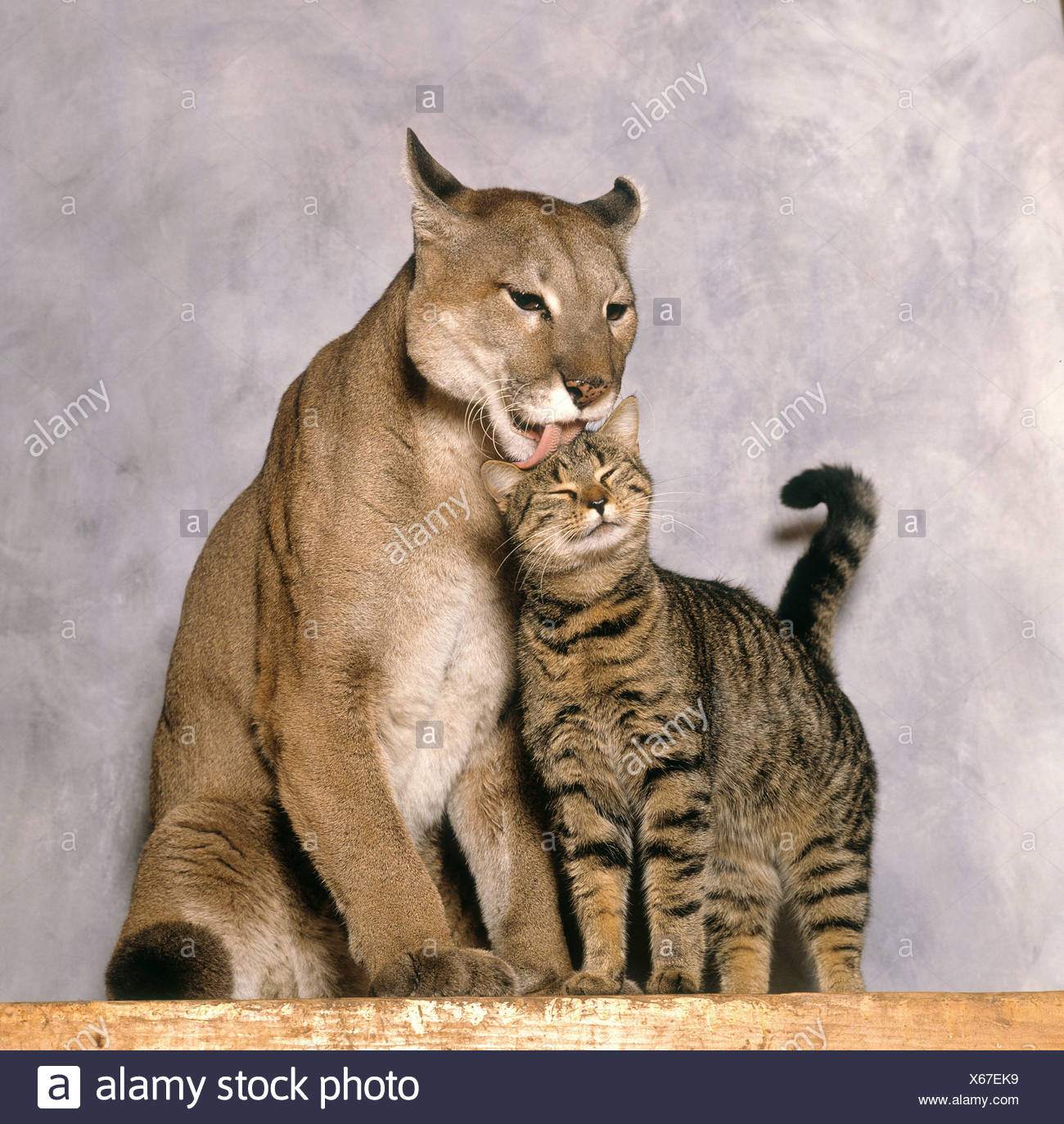 animal friendship cougar and domestic cat Stock Photo 279219005 Alamy