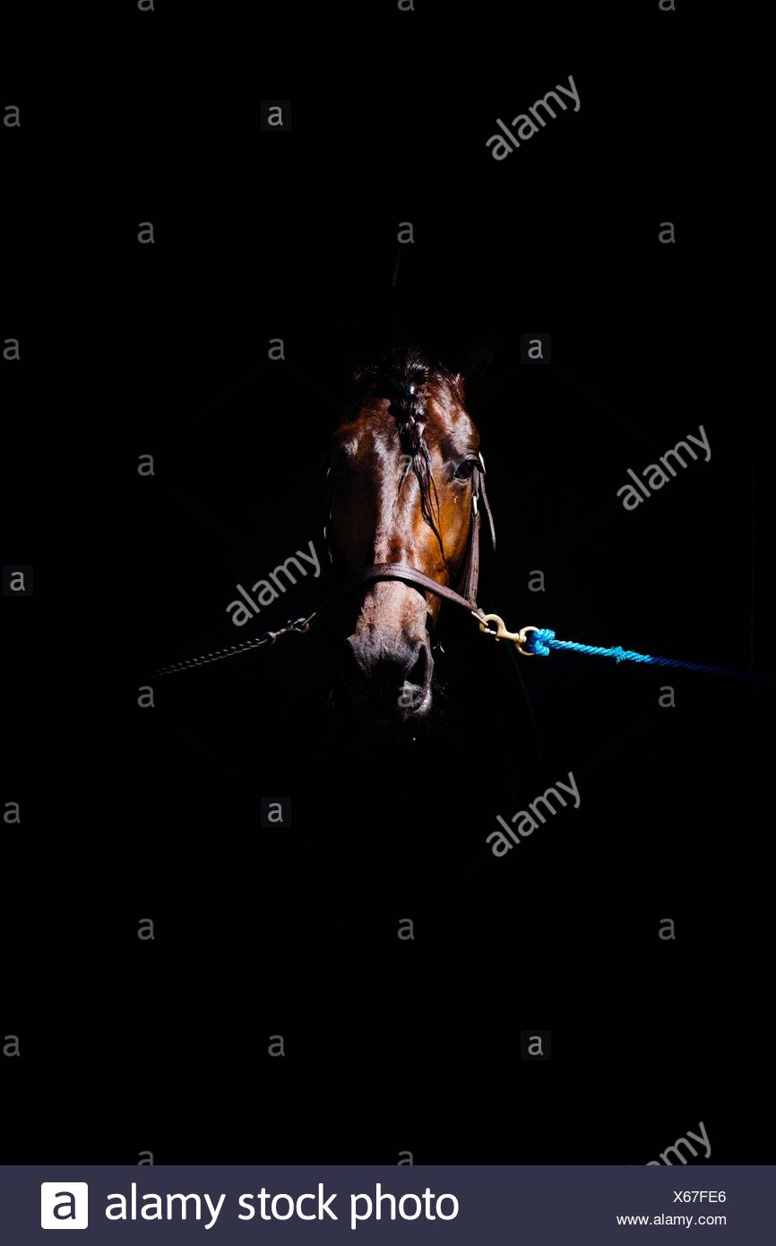 Close-Up Of Tied Up Brown Horse Against Black Background Stock Photo