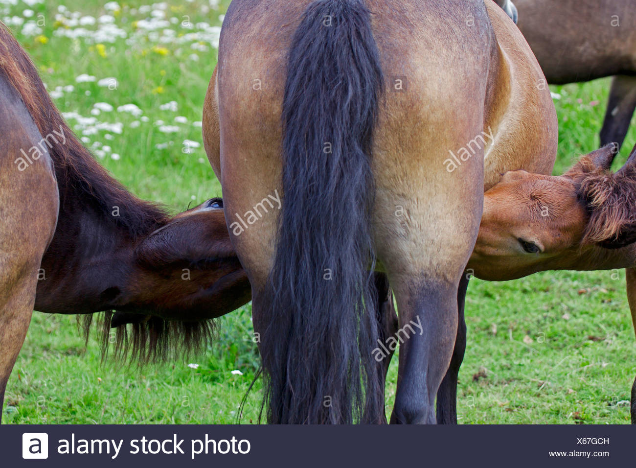 Horse Bum High Resolution Stock Photography and Images Alamy
