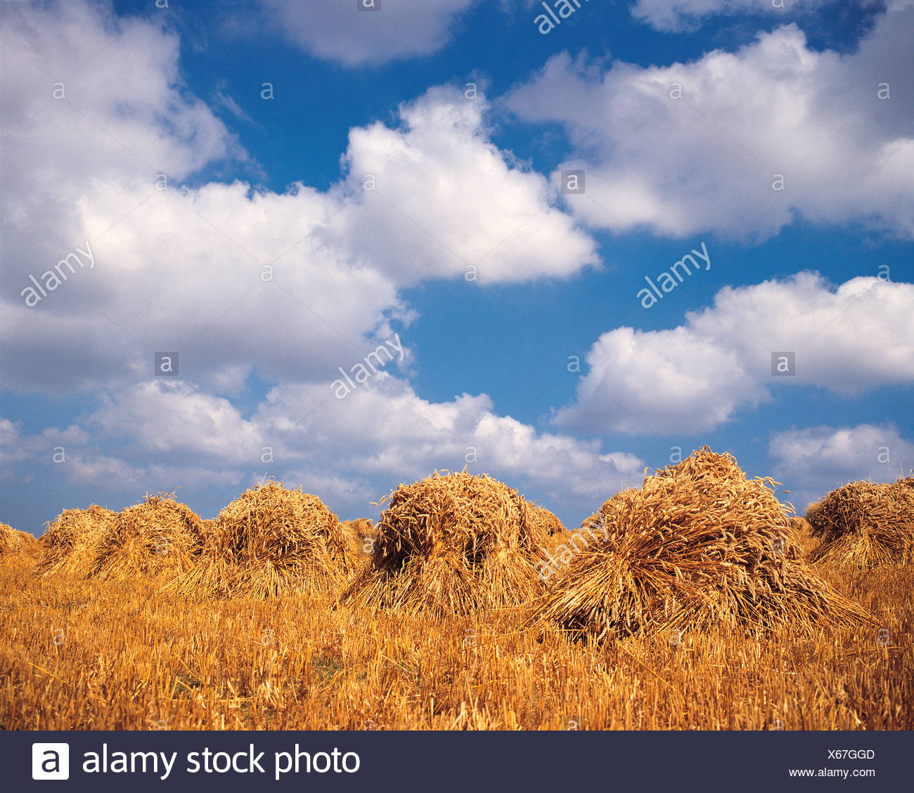 All 30+ Stock Images free public domain sheaves of grain jpg Sharp