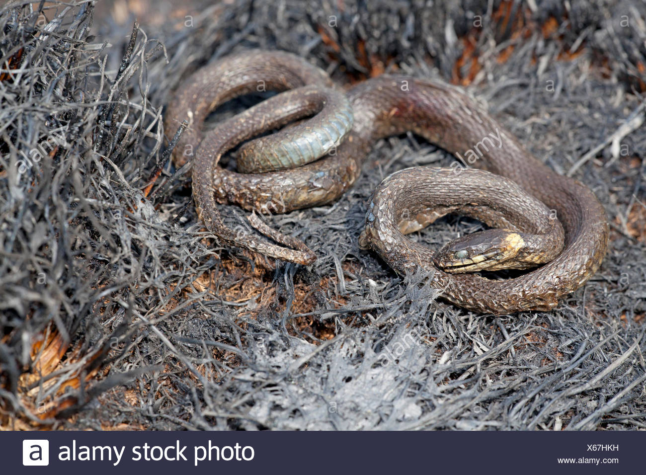 Fire Snake High Resolution Stock Photography and Images Alamy