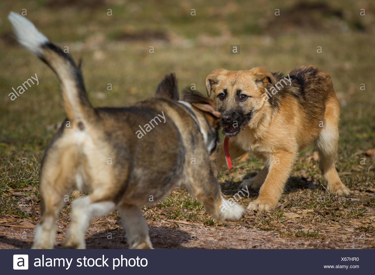 Schaferhund Mix High Resolution Stock Photography And Images Alamy