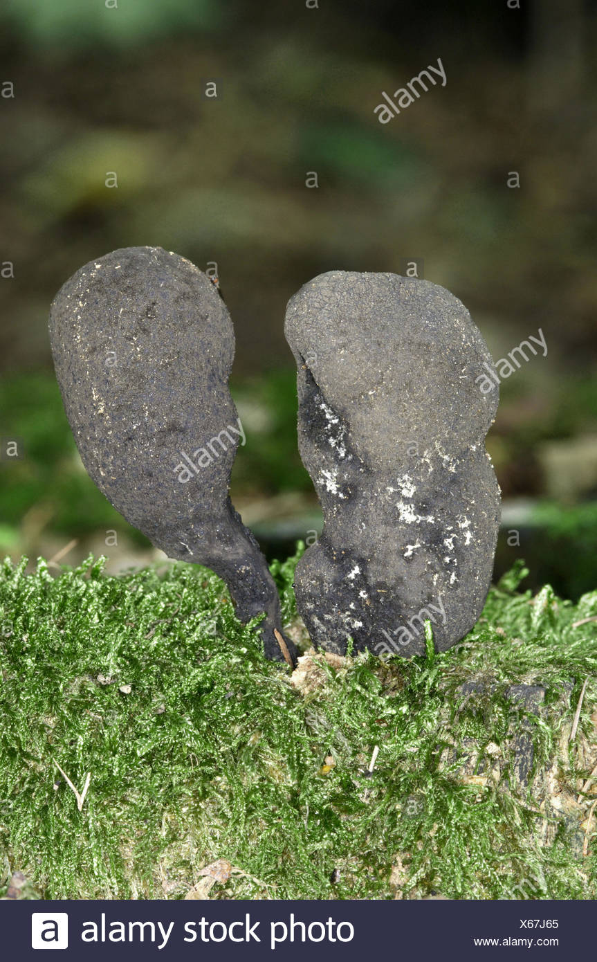 Dead Mans Finger Stock Photos & Dead Mans Finger Stock Images - Alamy