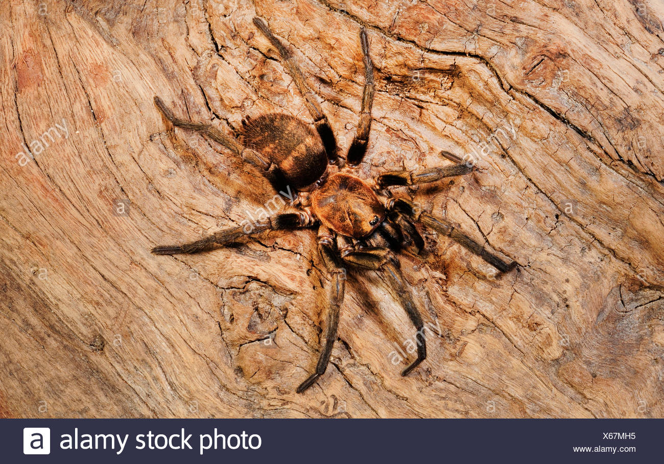 Trapdoor Spider Trapdoor Spiders Acanthogonatus Spec Trapdoor