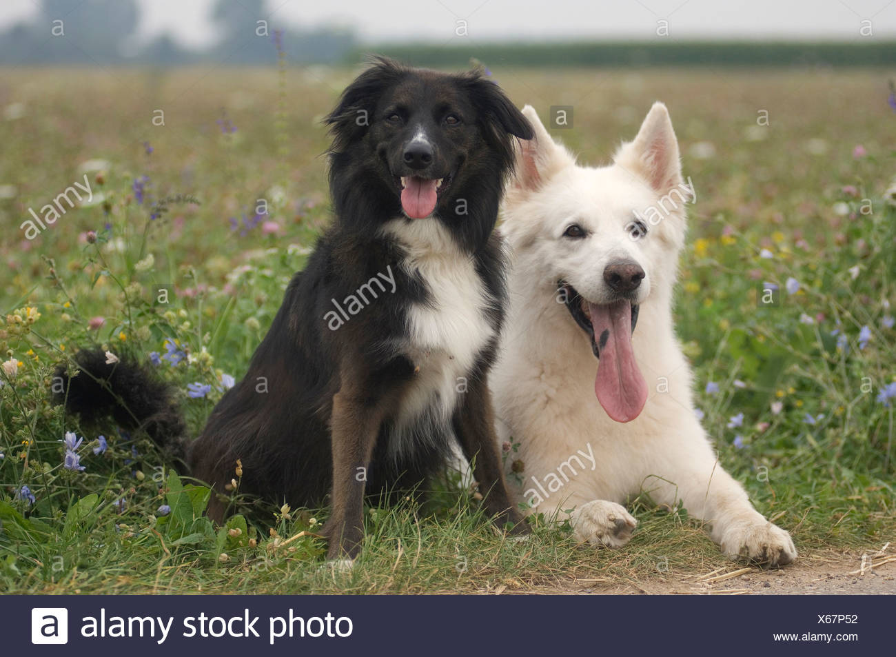 White Swiss Shepherd Border Collie Stock Photos White Swiss