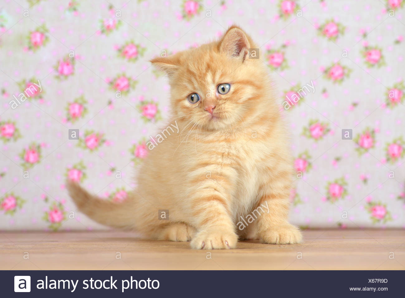 Domestic Cat Mixed Breed Cat British Shorthair And Persian