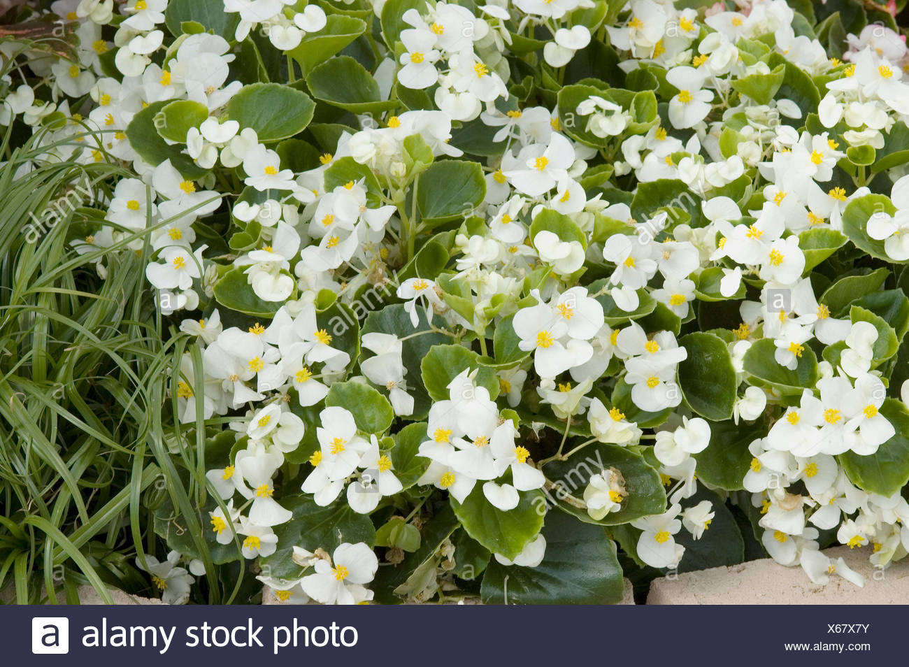White Begonia Stock Photos & White Begonia Stock Images - Alamy