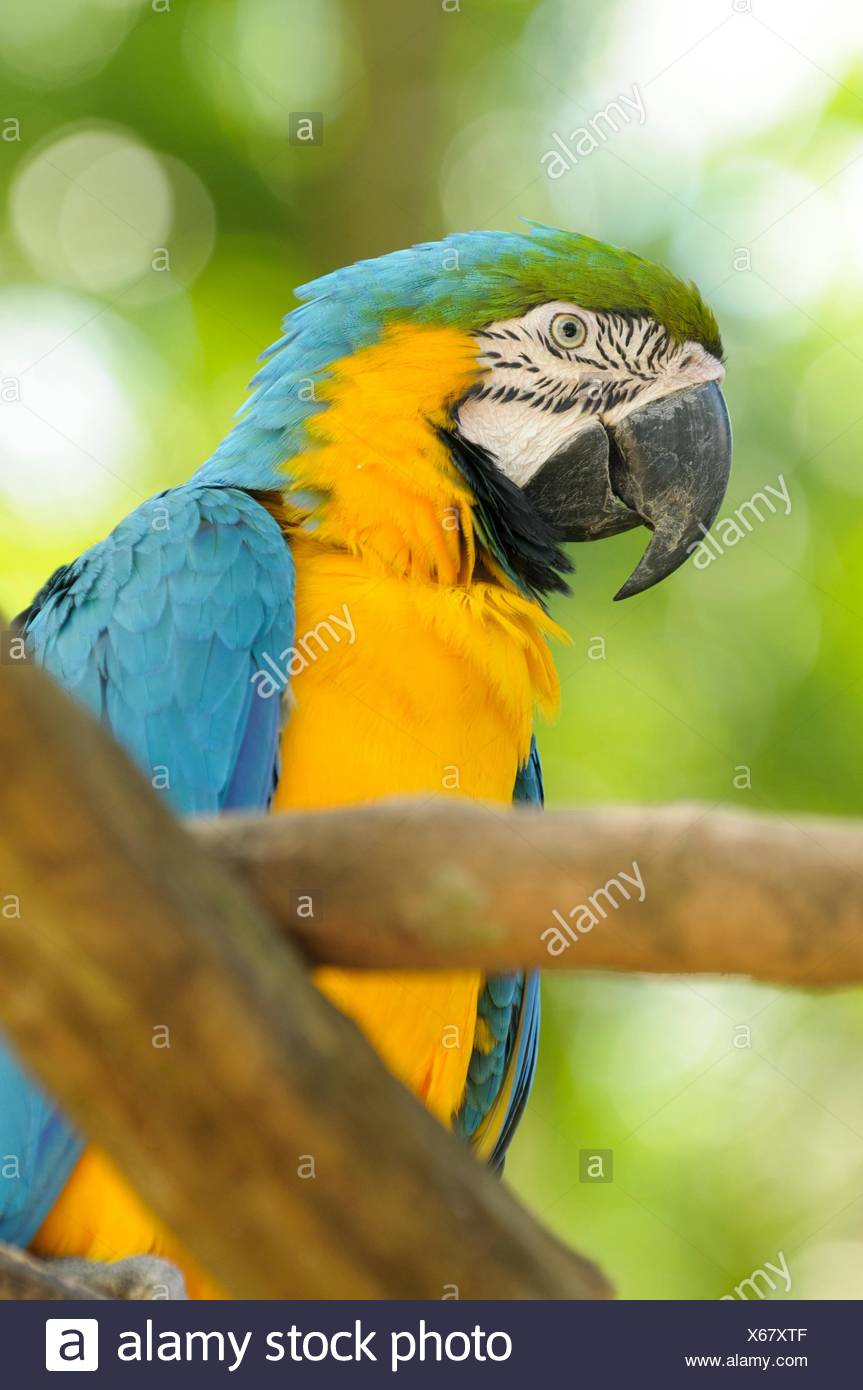 Blue-and-yellow macaw (Ara ararauna), also known as the blue-and-gold macaw, Yumka Park, Villahermosa, Tabasco, Mexico, America Stock Photo