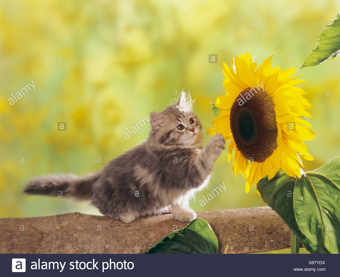 Sunflower Cat Stock Photos & Sunflower Cat Stock Images Alamy