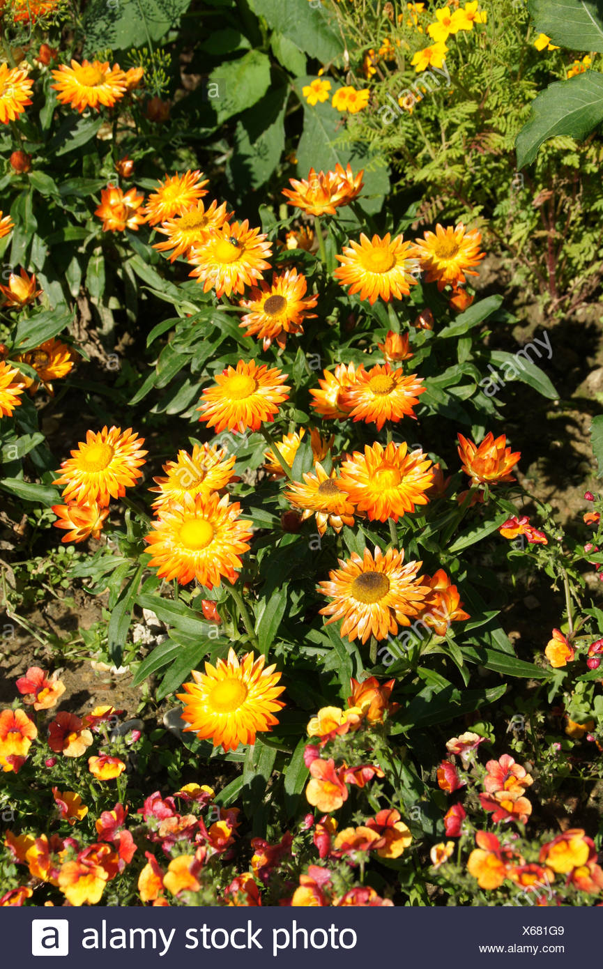 Breathtaking Everlasting Daisy Design Illustration Breathtaking Everlasting Daisy Design Illustration