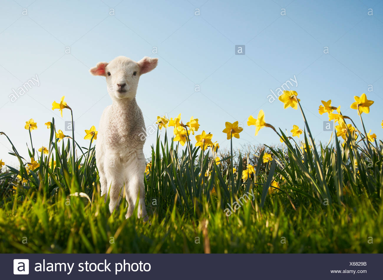 Lamb walking in field of flowers Stock Photo