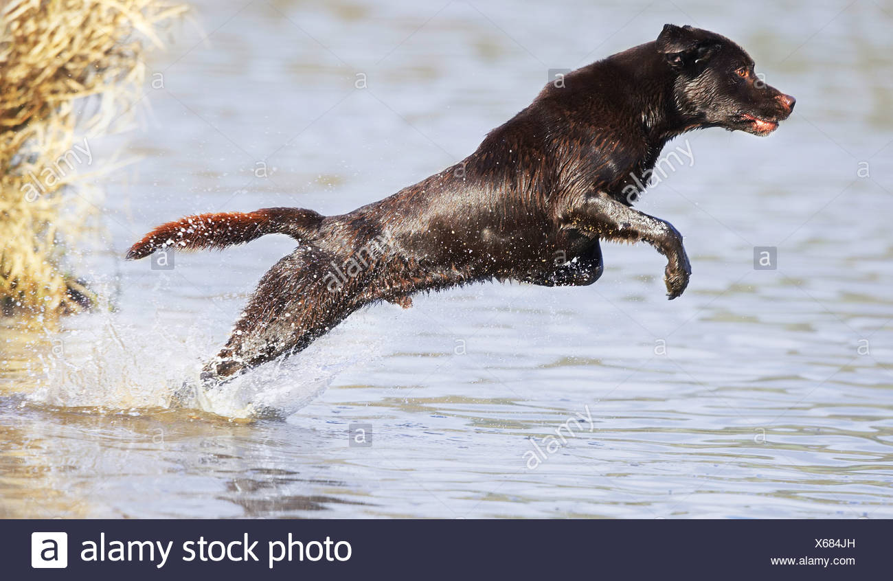 dog water jumping