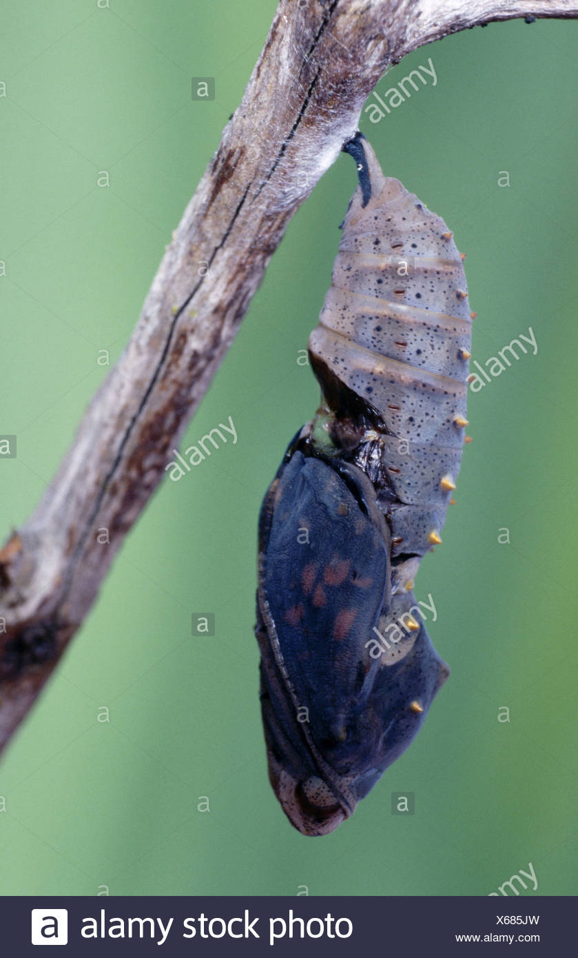 Painted Lady Butterfly Chrysalis Stock Photos & Painted Lady Butterfly