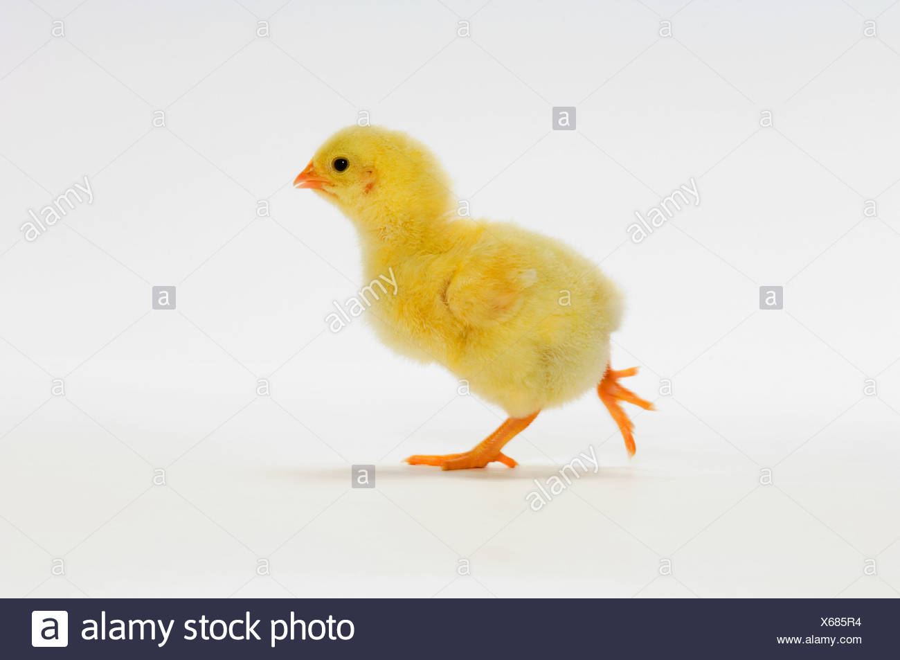 Yellow Chick Baby Chicken Stock Photo Alamy