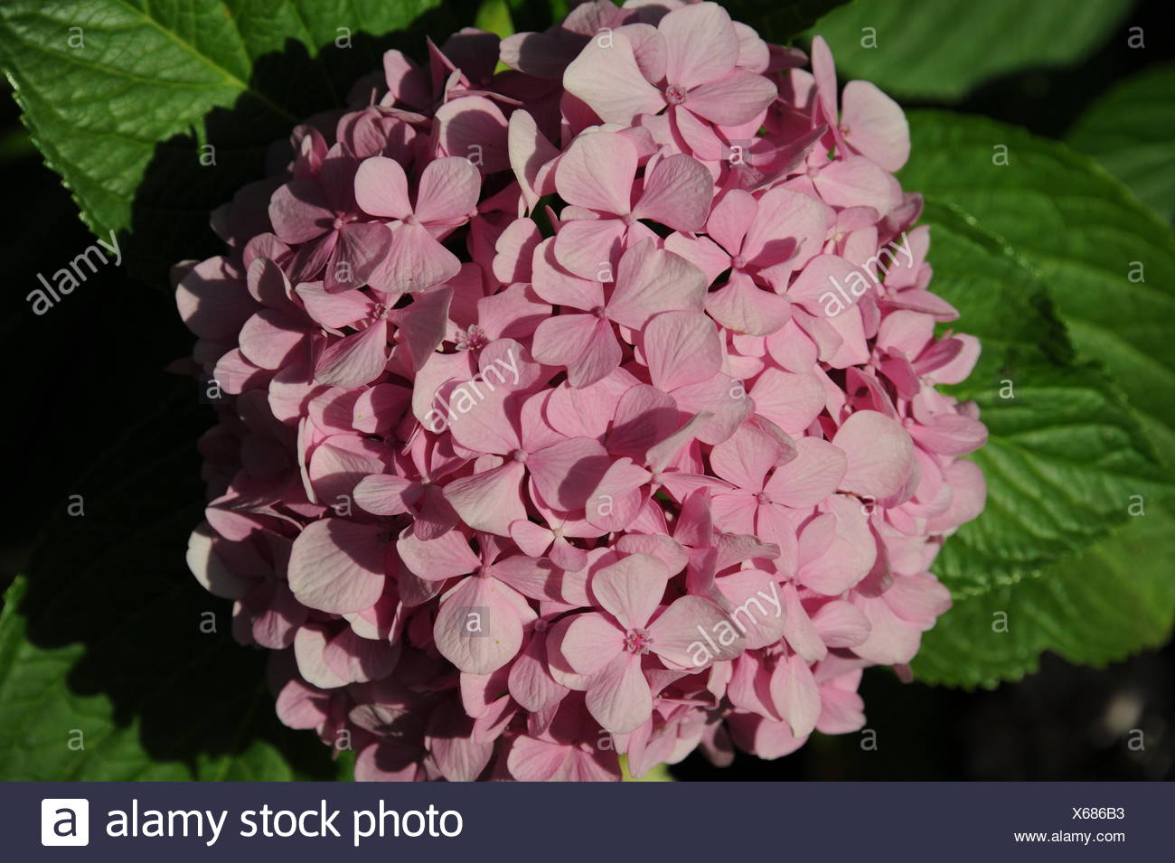 Semblance Of Spanish America Flowers From Spanish America