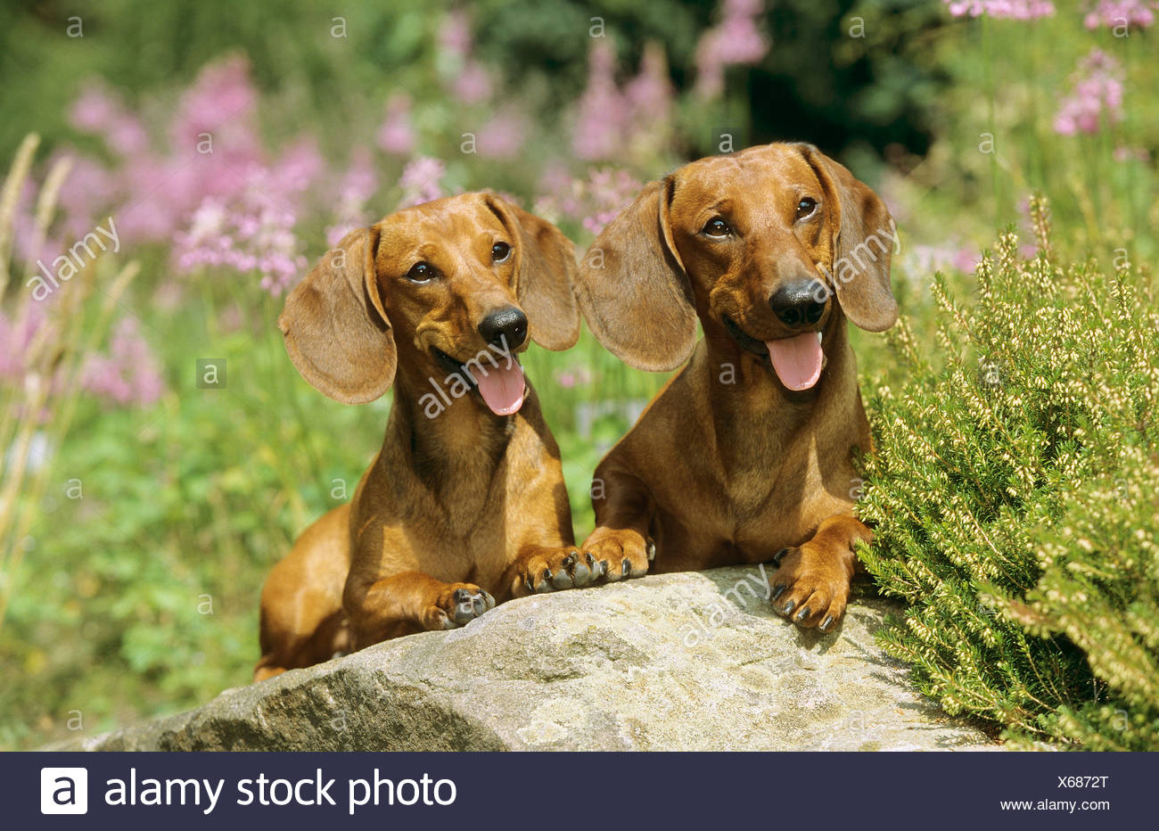 Two Short Haired Dachshunds Lying Stock Photo 279235008 Alamy