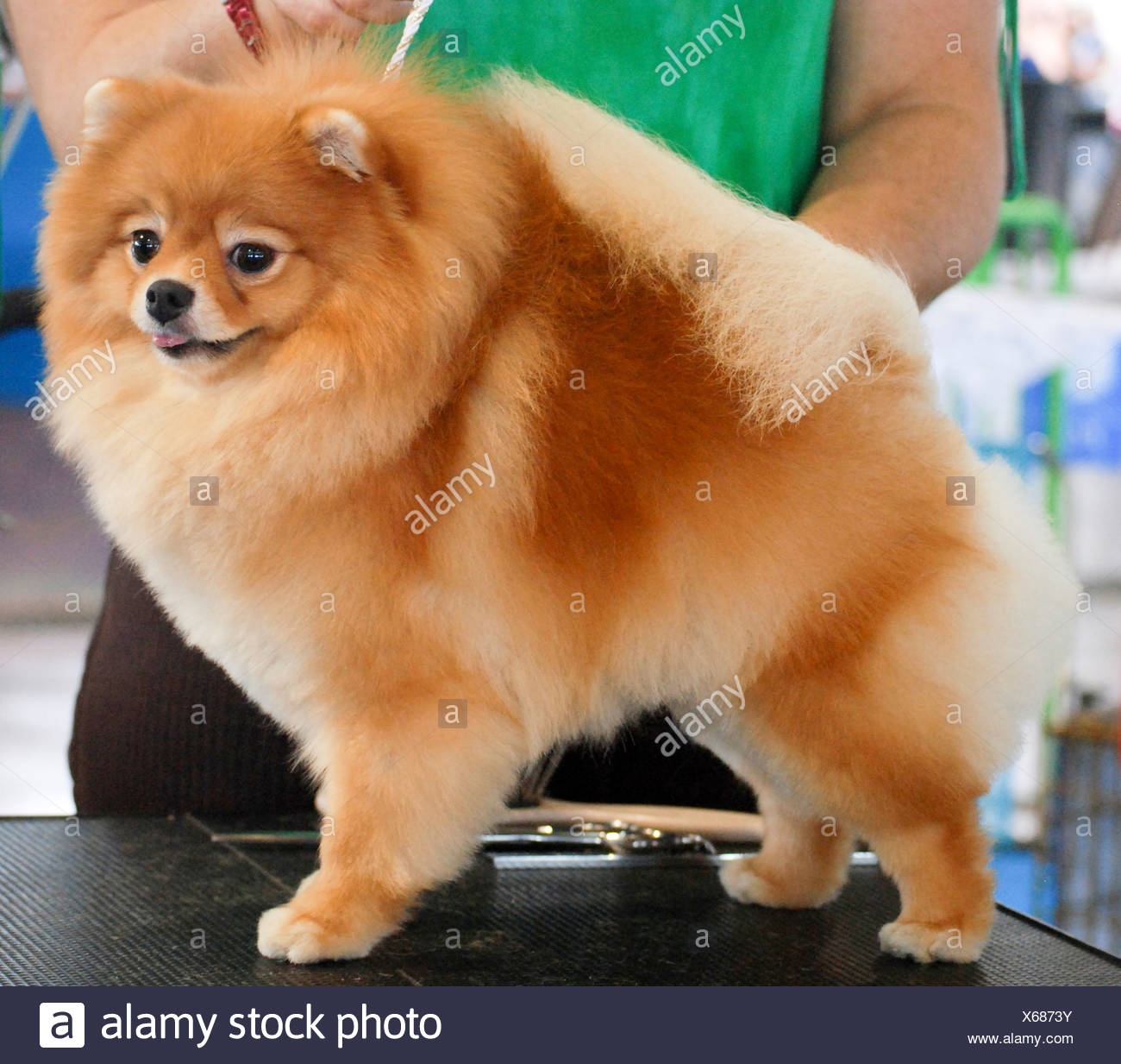 The Pomeranian (often known as a Pom) is a breed of dog of the Spitz type,  named for the Pomerania region in Central Europe Stock Photo - Alamy