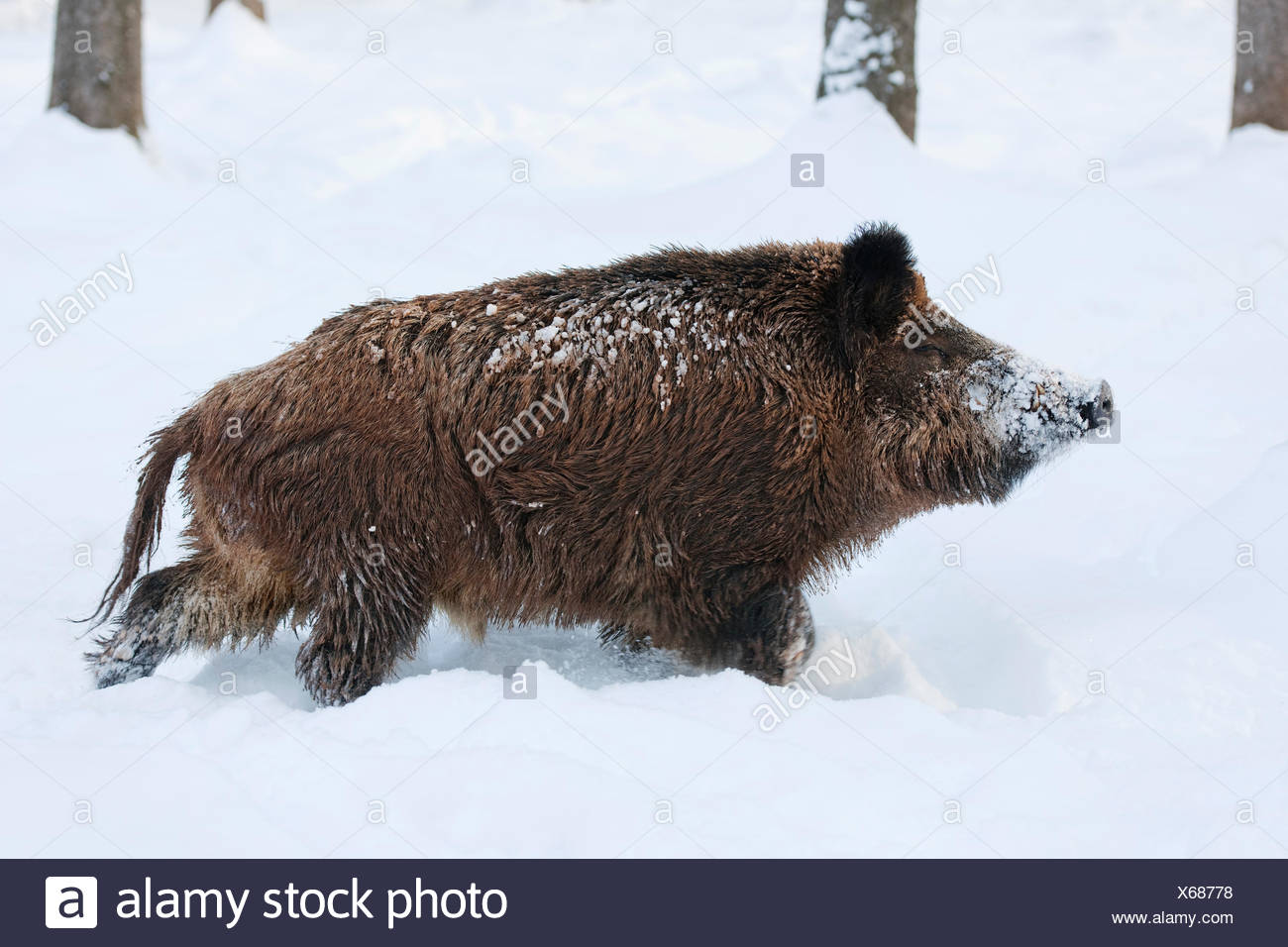 Male Wild Boar In Snow Stock Photos & Male Wild Boar In Snow Stock ...