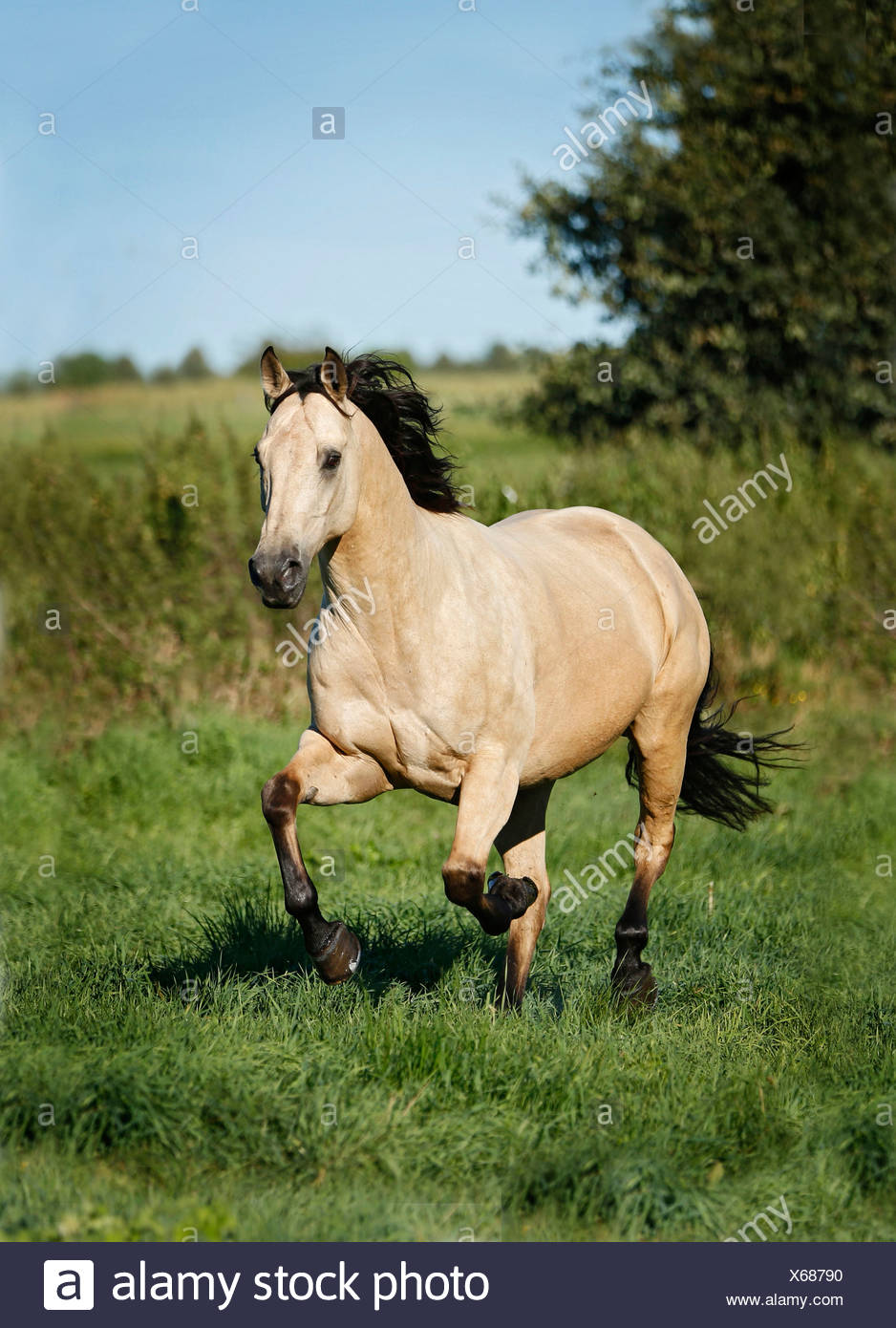 Running American Quarter Horse High Resolution Stock Photography and