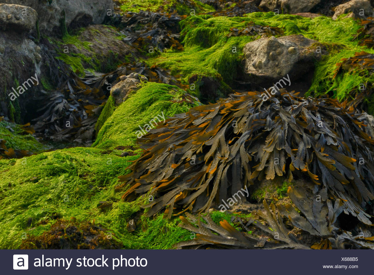 Ireland Seaweed Stock Photos & Ireland Seaweed Stock Images Alamy