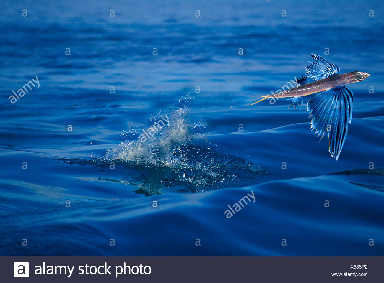 Hirundichthys High Resolution Stock Photography and Images Alamy