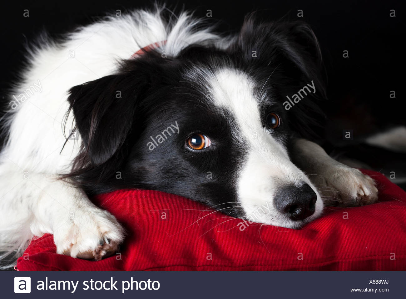 Red Border Collie Stock Photos Red Border Collie Stock Images