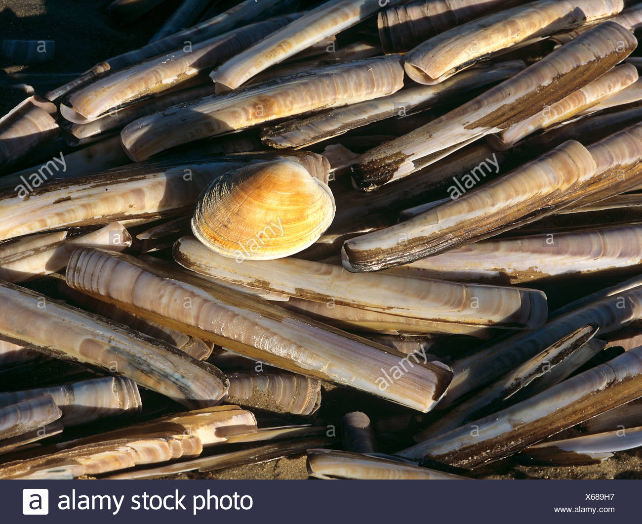 Atlantic Surf Clam High Resolution Stock Photography and Images Alamy